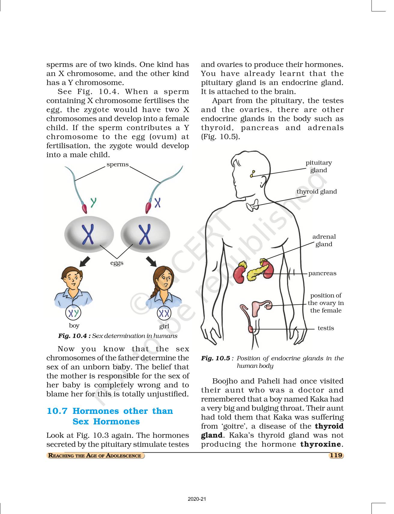 Reaching The Age Of Adolescence - NCERT Book Of Class 8 Science